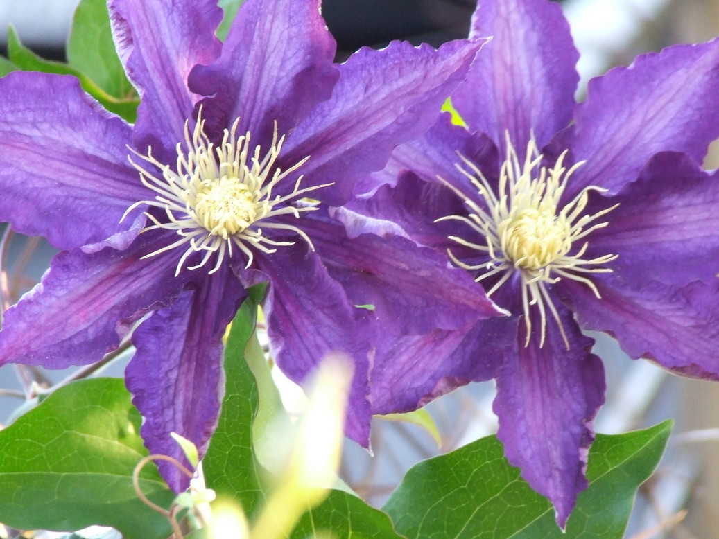 �΂��L�@��z�P�[�u���e���r��