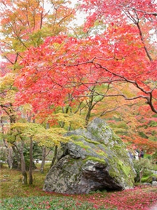 �΂��L�@��z�P�[�u���e���r��