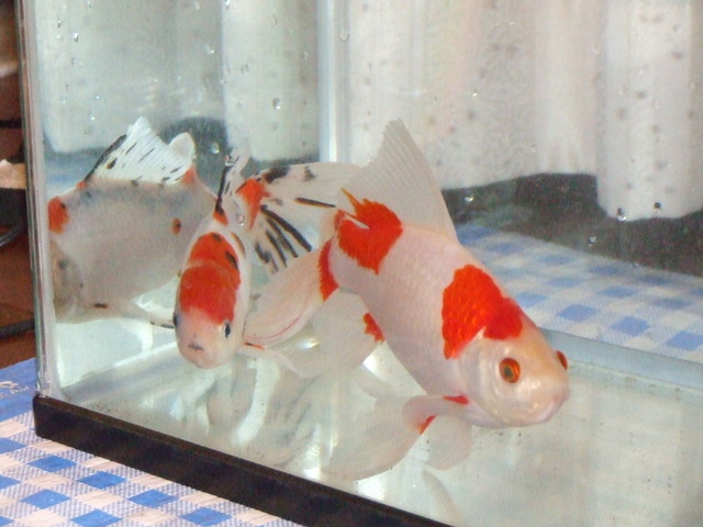 �΂��L�@��z�P�[�u���e���r��