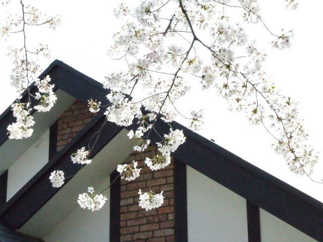 �΂��L�@��z�P�[�u���e���r��