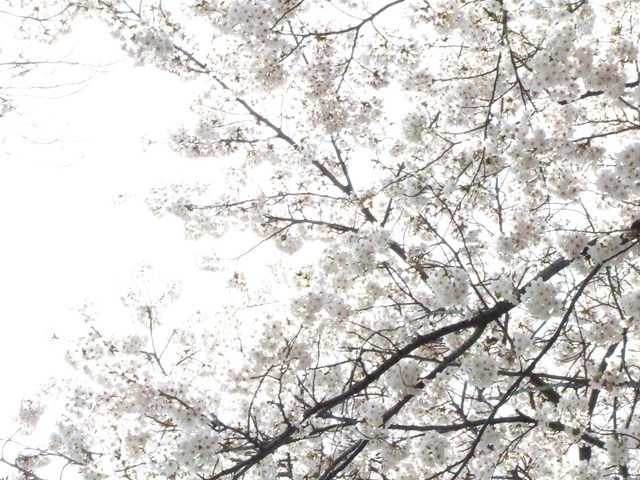 �΂��L�@��z�P�[�u���e���r��