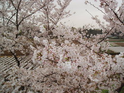 �΂��L�@��z�P�[�u���e���r��