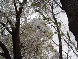 �΂��L�@��z�P�[�u���e���r��