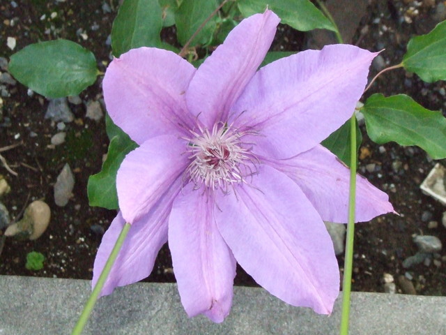 �΂��L�@��z�P�[�u���e���r��