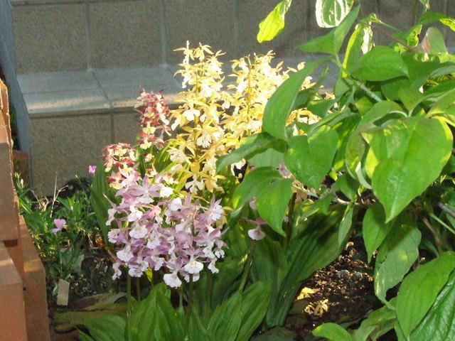 �΂��L�@��z�P�[�u���e���r��