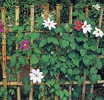 �΂��L�@��z�P�[�u���e���r��