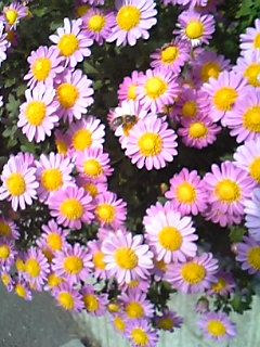 Li:DEN Baseball Club