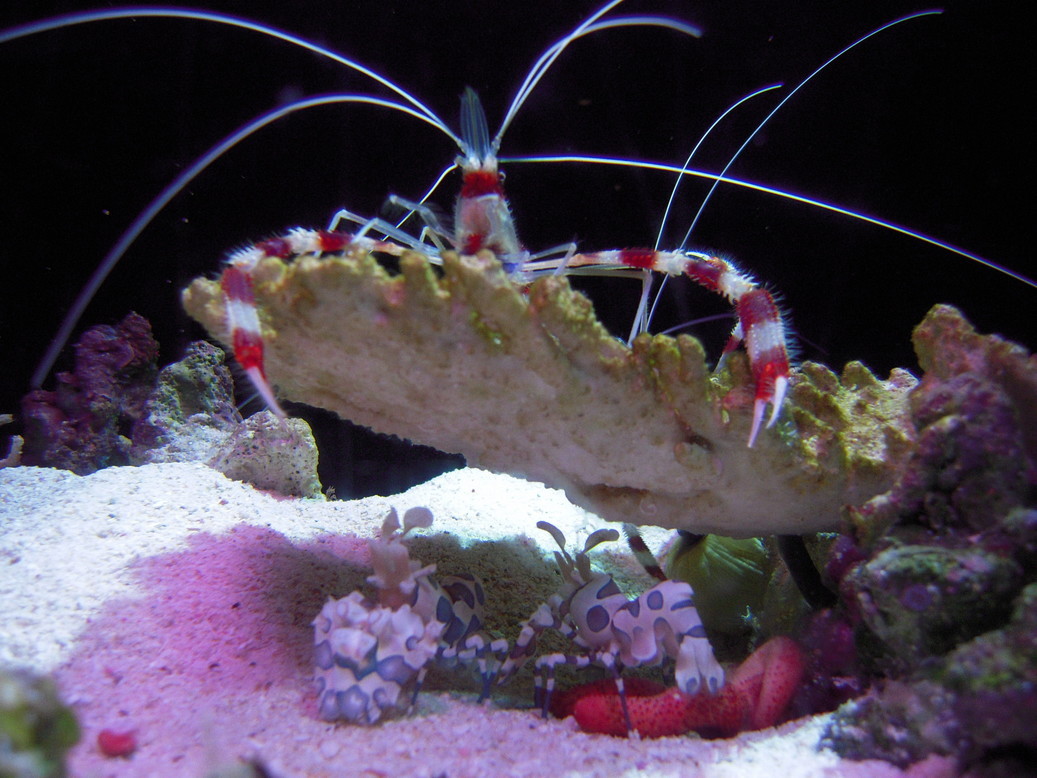 �Đl�`���߂񂿂�` �j���[�X