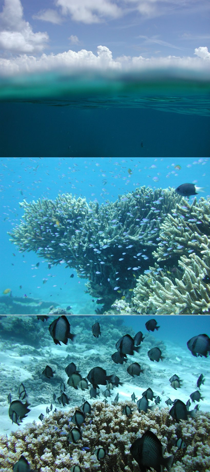 �Đl�`���߂񂿂�` �j���[�X