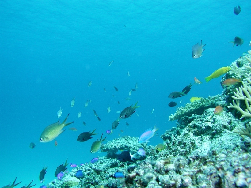 �Đl�`���߂񂿂�` �j���[�X