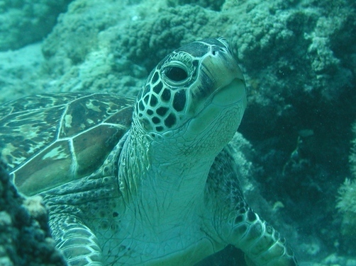 �Đl�`���߂񂿂�` �j���[�X