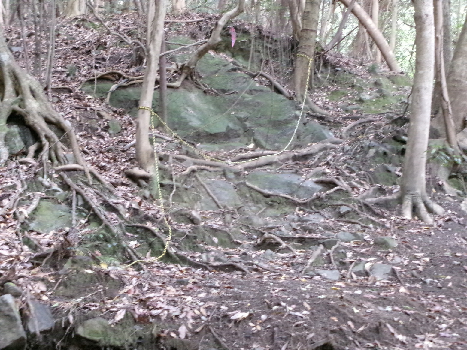 �R�����P�S�O�S��ځi�j�Ə��j