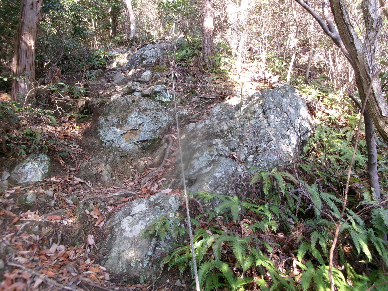 �R�����P�S�O�T��ځi�j�Ə��j