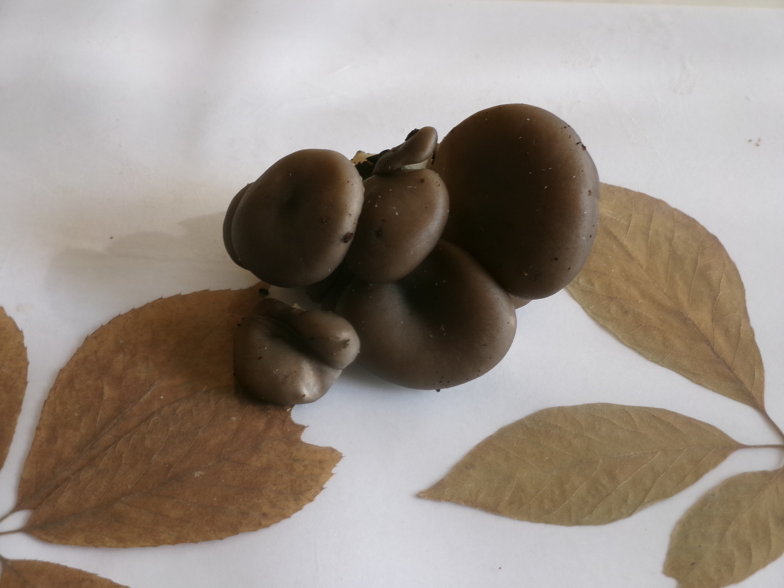 �M���ĖႦ�Ȃ��E�E�E�i�j�Ə��j