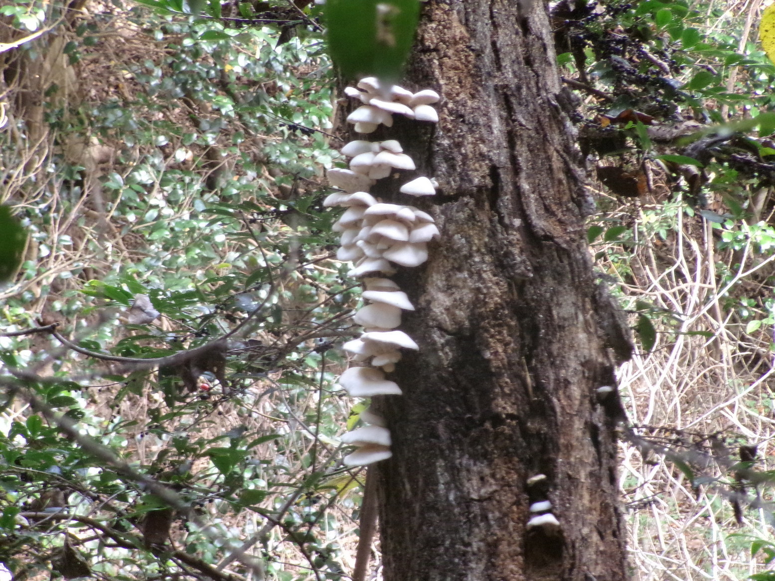 ���t�����Ƃ��i�j�Ə��j