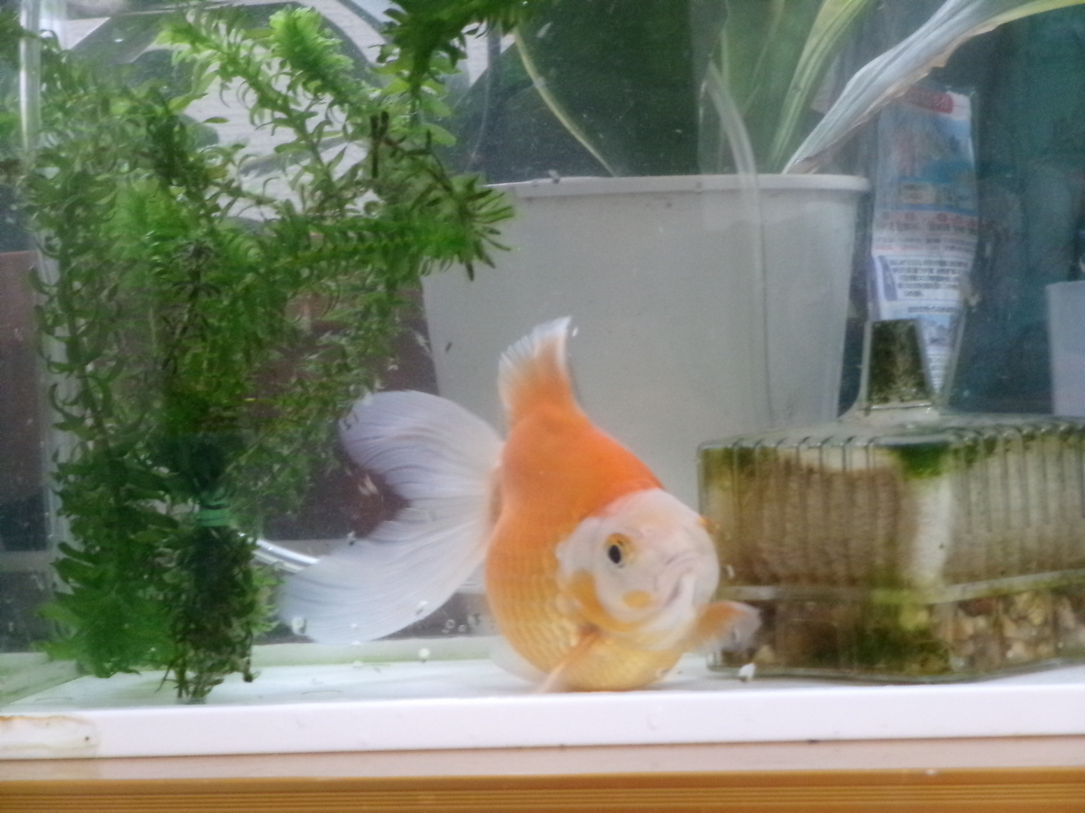 �����̐H�~�i�j�Ə��j