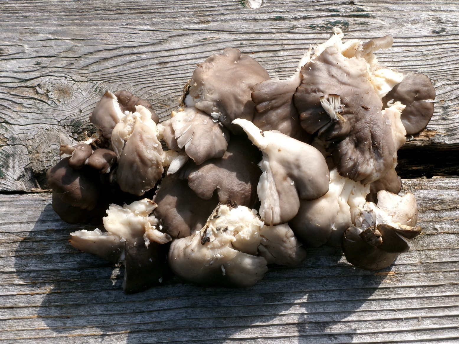 �R�̌b�݁i�j�Ə��j