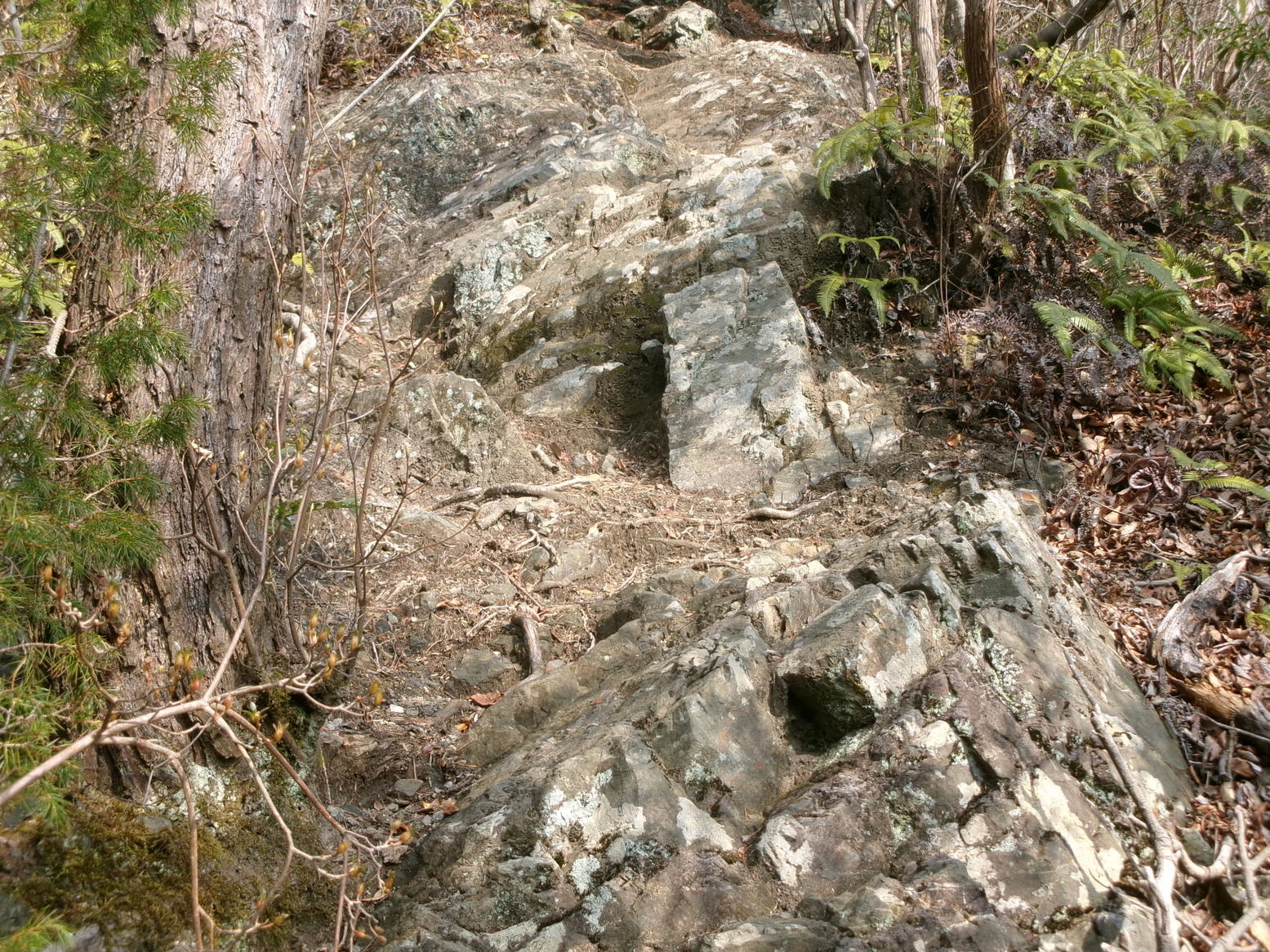 �ǂ��V�C�i�j�Ə��j