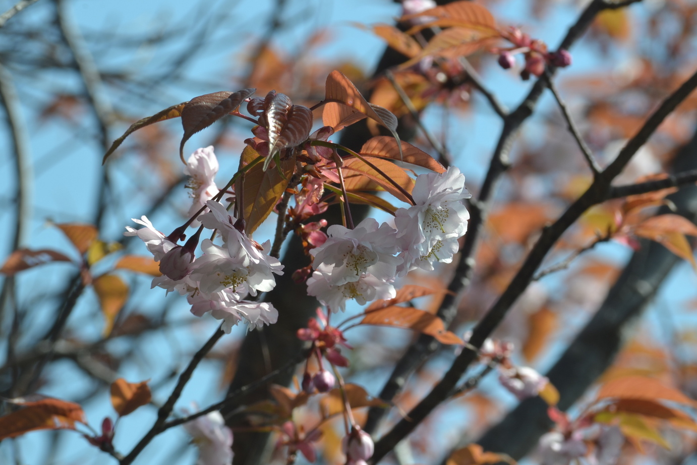 ���d�̎R���i�j�Ə��j