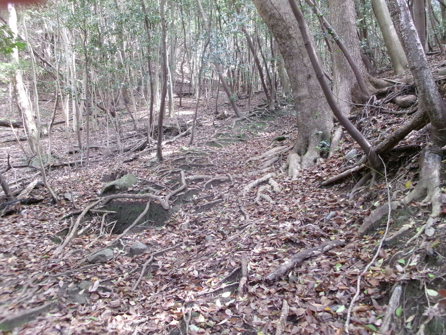 �R�����P�T�Q�Q��ځi�j�Ə��j