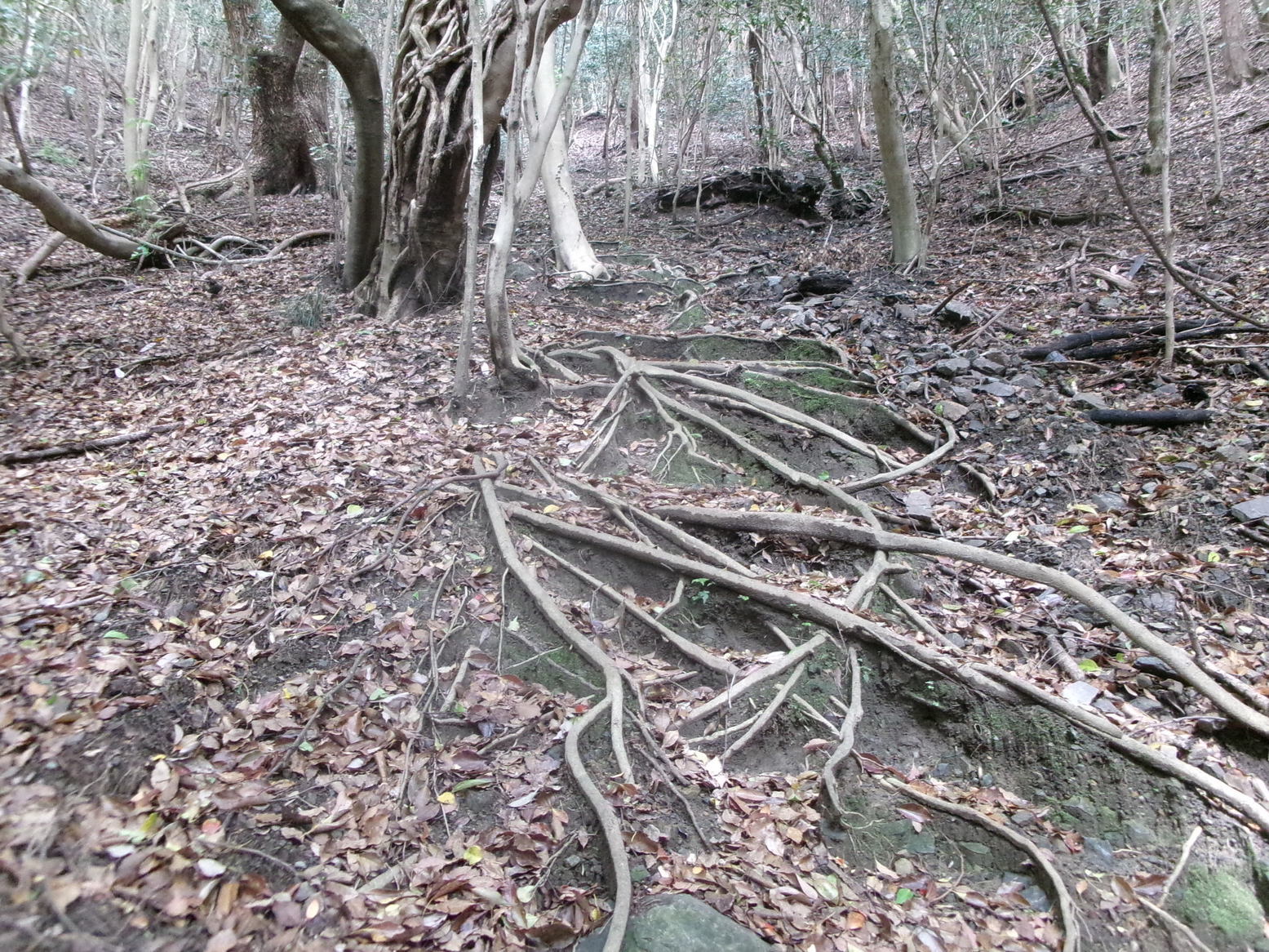 �R�����P�T�R�O��ځi�j�Ə��j