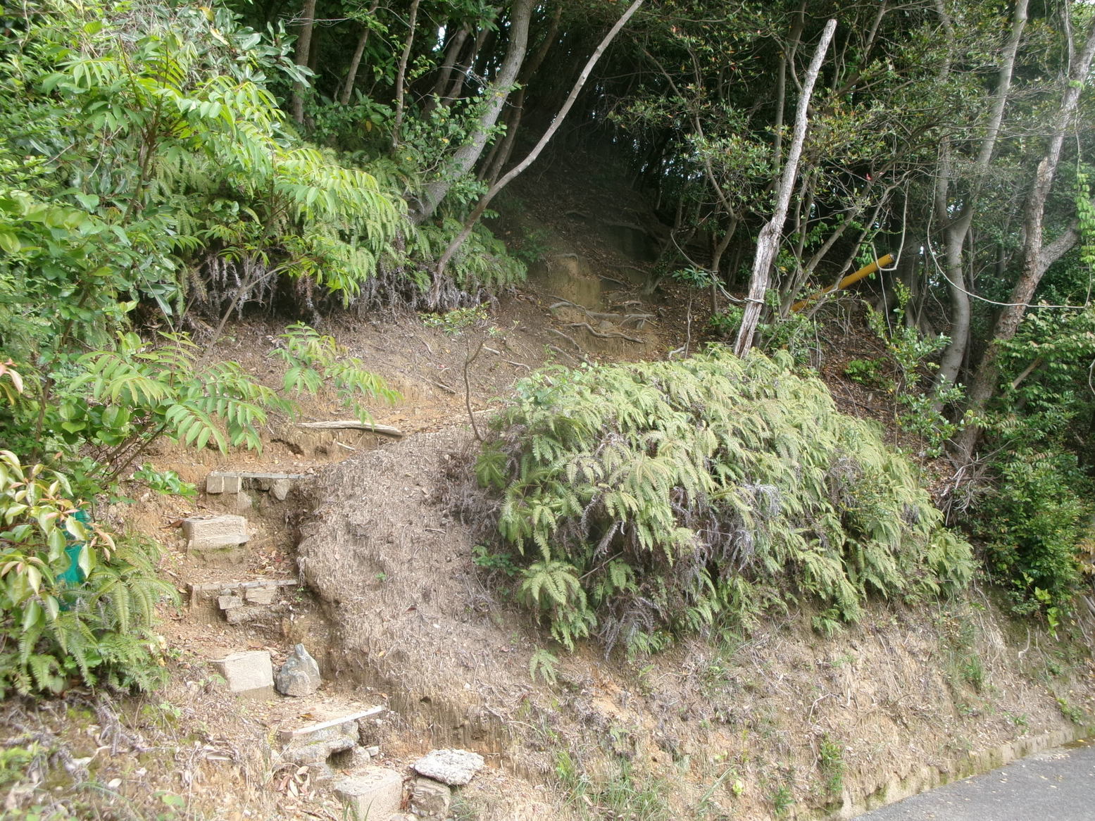 �R�����P�T�R�P��ځi�j�Ə��j