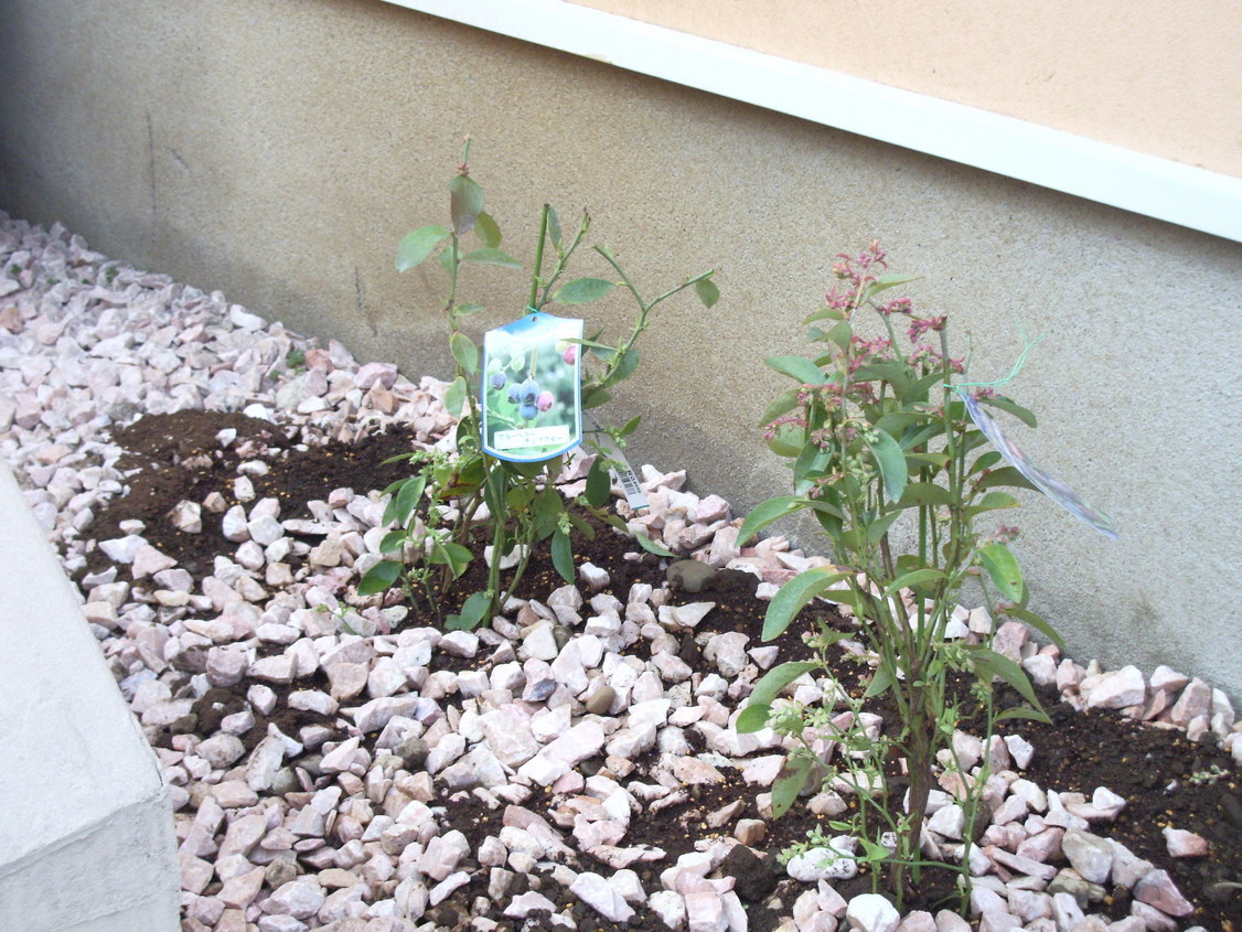 �����Ȃ艩���d�S�H�I