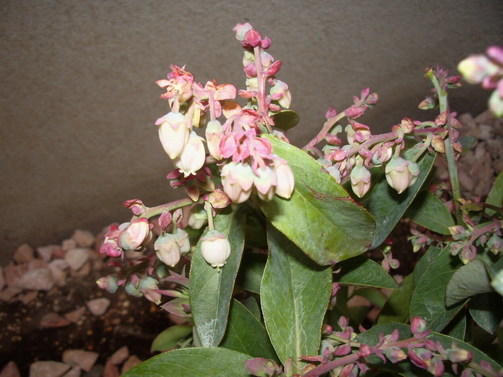 �����Ȃ艩���d�S�H�I