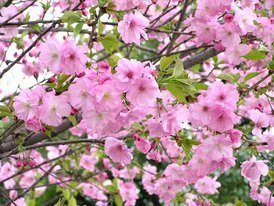 �}�}�̂ЂƂ茾