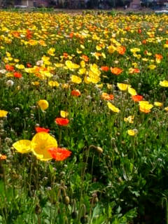 �悤�����I���������v�Z�܂��郊�n�r��