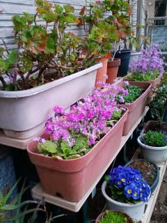 �悤�����I���������v�Z�܂��郊�n�r��