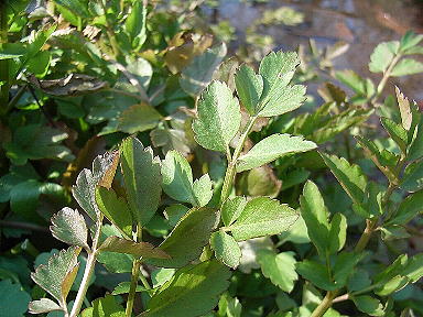 �悤�����I���������v�Z�܂��郊�n�r��