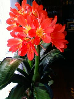 �悤�����I���������v�Z�܂��郊�n�r��