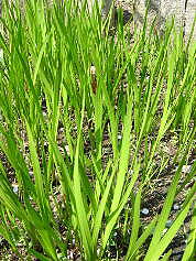 �悤�����I���������v�Z�܂��郊�n�r��