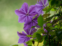 �悤�����I���������v�Z�܂��郊�n�r��