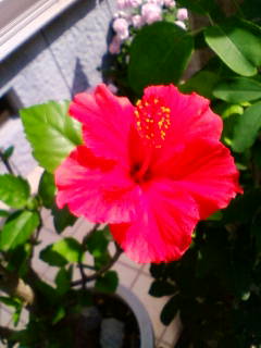 �悤�����I���������v�Z�܂��郊�n�r��