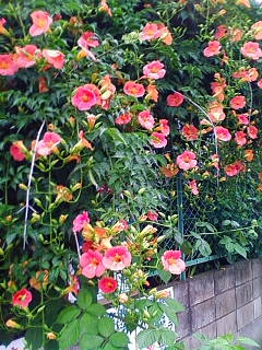 �悤�����I���������v�Z�܂��郊�n�r��