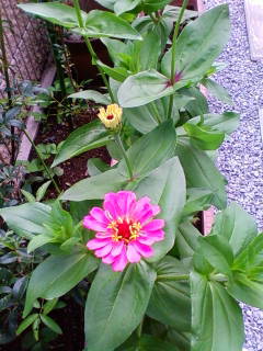 �悤�����I���������v�Z�܂��郊�n�r��