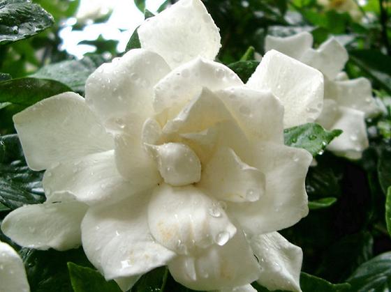 �悤�����I���������v�Z�܂��郊�n�r��