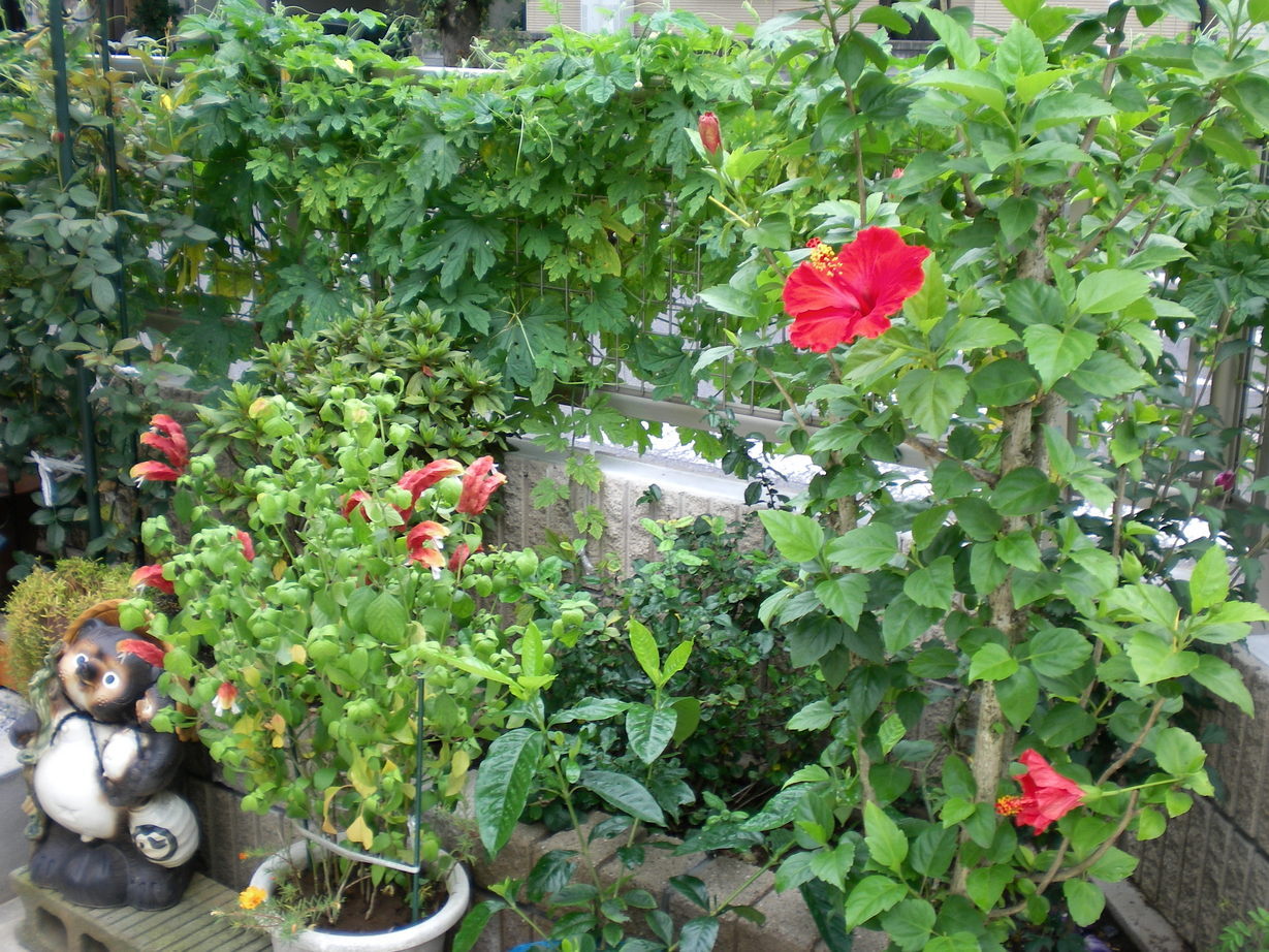 �悤�����I���������v�Z�܂��郊�n�r��