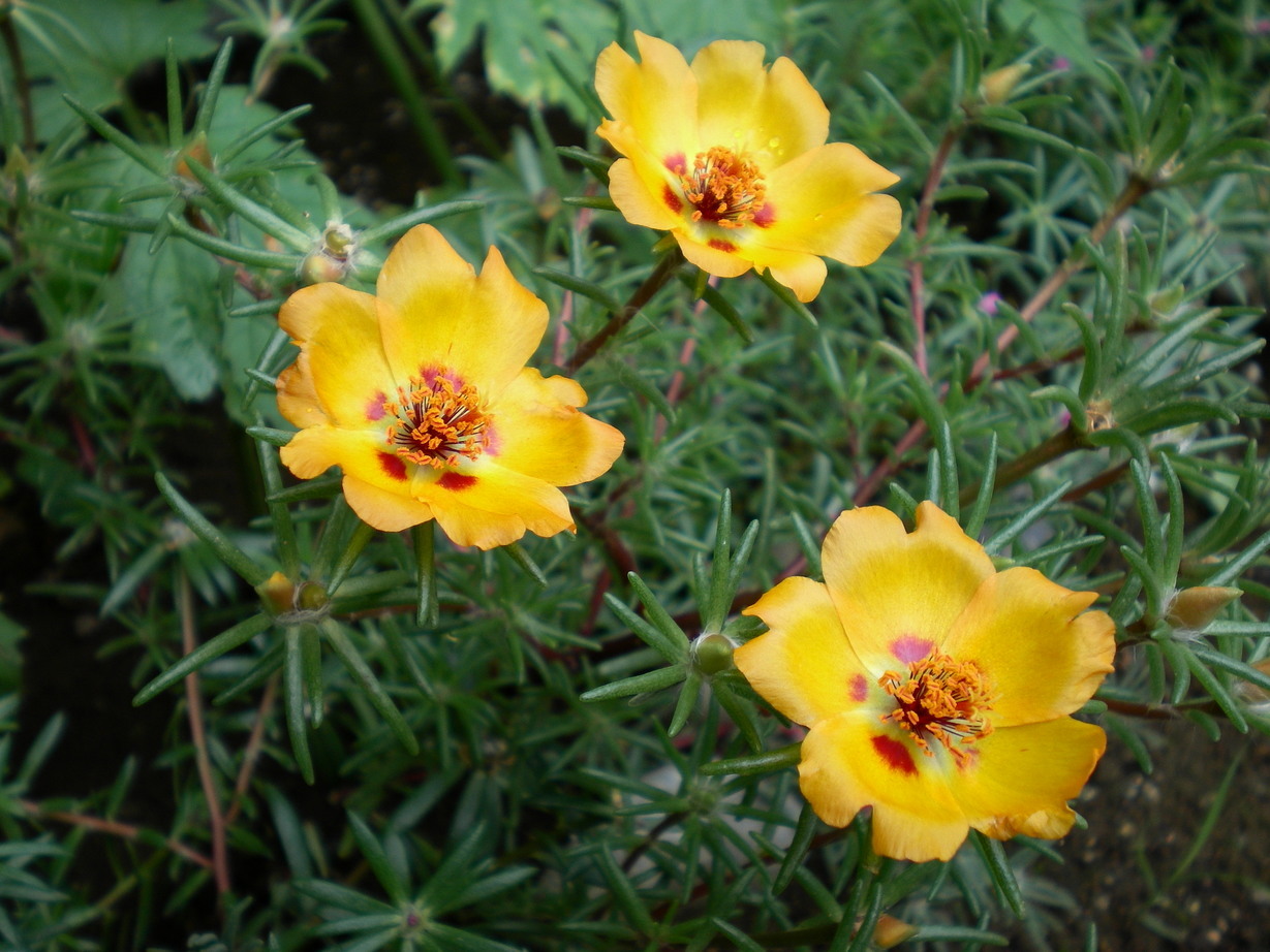 �悤�����I���������v�Z�܂��郊�n�r��