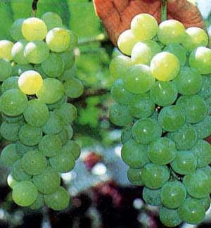 �悤�����I���������v�Z�܂��郊�n�r��