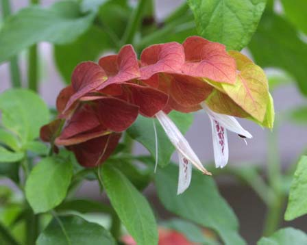 �悤�����I���������v�Z�܂��郊�n�r��