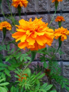 �悤�����I���������v�Z�܂��郊�n�r��