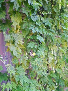 �悤�����I���������v�Z�܂��郊�n�r��