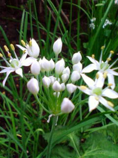 �悤�����I���������v�Z�܂��郊�n�r��