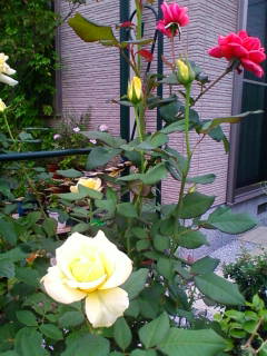 �悤�����I���������v�Z�܂��郊�n�r��