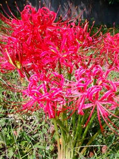 �悤�����I���������v�Z�܂��郊�n�r��