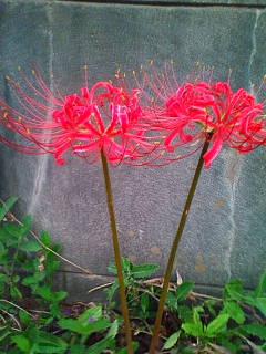 �悤�����I���������v�Z�܂��郊�n�r��