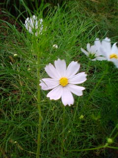 �悤�����I���������v�Z�܂��郊�n�r��